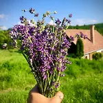 Апартаменты Nature Csesztve